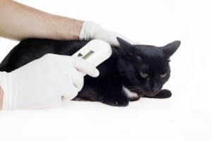 Pet microchipping