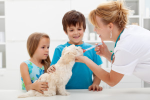 Pet vaccination