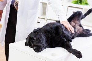 Pet wellness exam