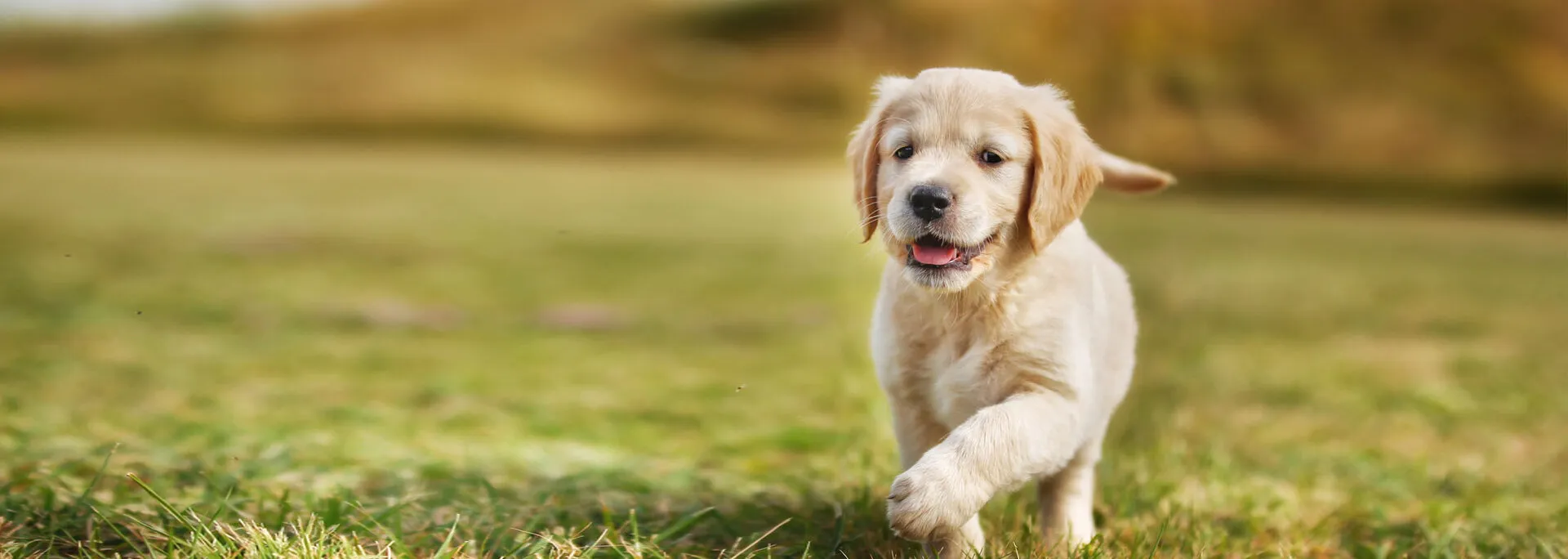 Pocopson Veterinary Station - Historic railroad building