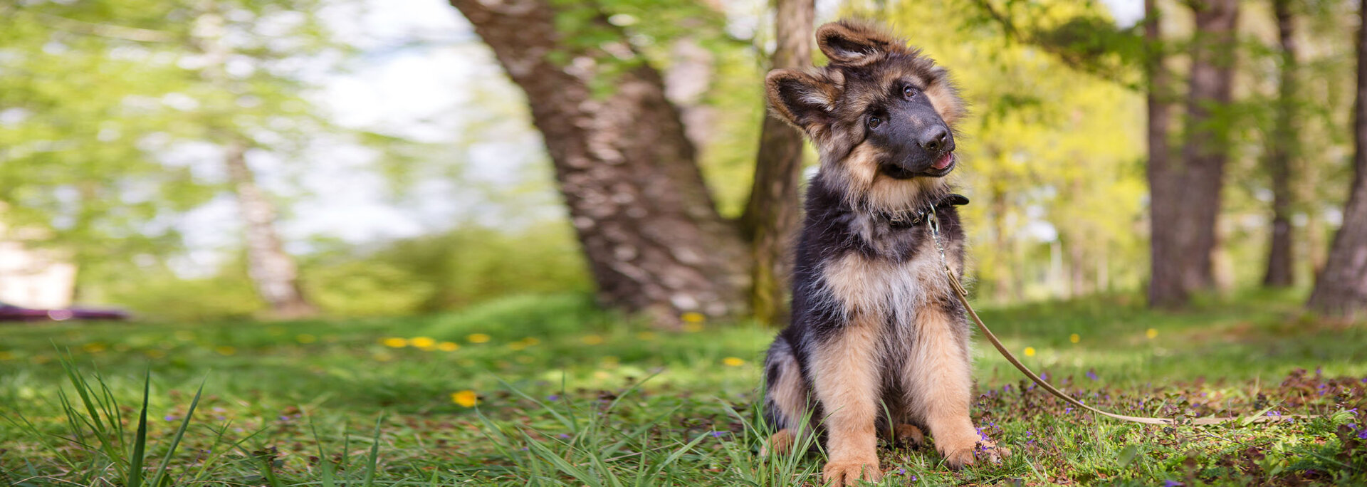 Veterinarian caring for happy pets