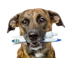 Pet dental care