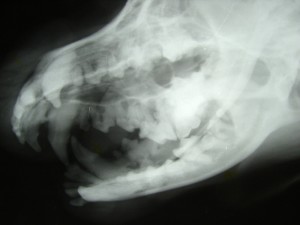 Digital dental X-ray